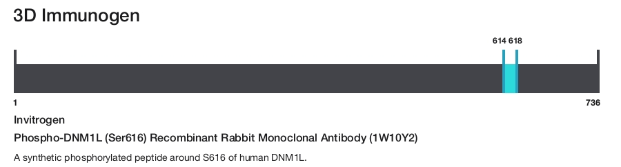 Phospho-DNM1L (Ser616) Recombinant Rabbit Monoclonal Antibody (1W10Y2)