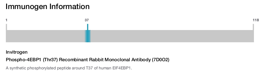 Phospho-4EBP1 (Thr37) Recombinant Rabbit Monoclonal Antibody (7D0O2)