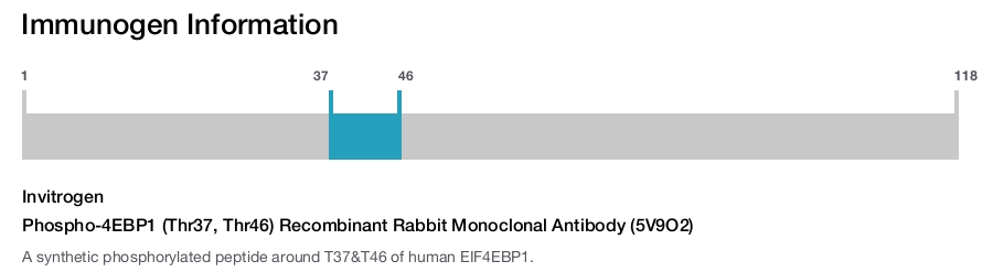 Phospho-4EBP1 (Thr37, Thr46) Recombinant Rabbit Monoclonal Antibody (5V9O2)
