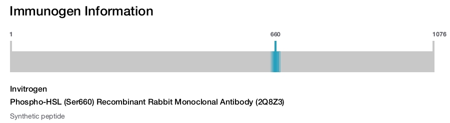 Phospho-HSL (Ser660) Recombinant Rabbit Monoclonal Antibody (2Q8Z3)