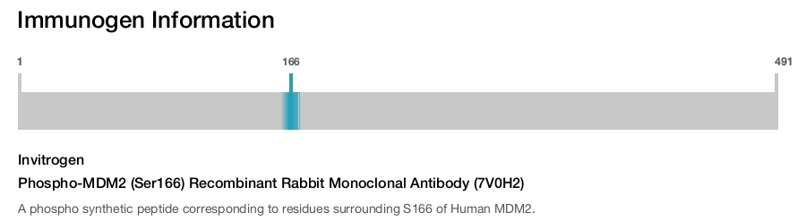Phospho-MDM2 (Ser166) Recombinant Rabbit Monoclonal Antibody (7V0H2)