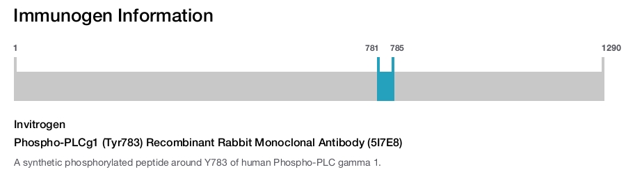 Phospho-PLCg1 (Tyr783) Recombinant Rabbit Monoclonal Antibody (5I7E8)