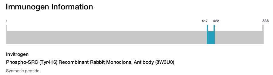 Phospho-SRC (Tyr416) Recombinant Rabbit Monoclonal Antibody (8W3U0)