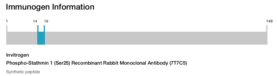 Phospho-Stathmin 1 (Ser25) Recombinant Rabbit Monoclonal Antibody (7T7C5)