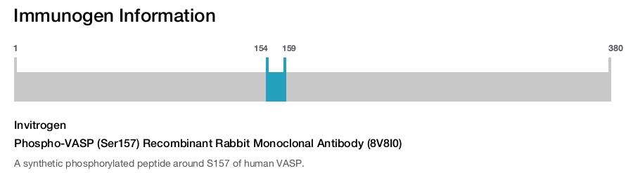 Phospho-VASP (Ser157) Recombinant Rabbit Monoclonal Antibody (8V8I0)