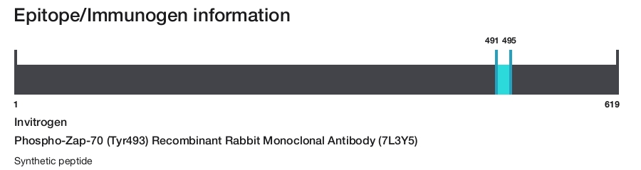 Phospho-Zap-70 (Tyr493) Recombinant Rabbit Monoclonal Antibody (7L3Y5)