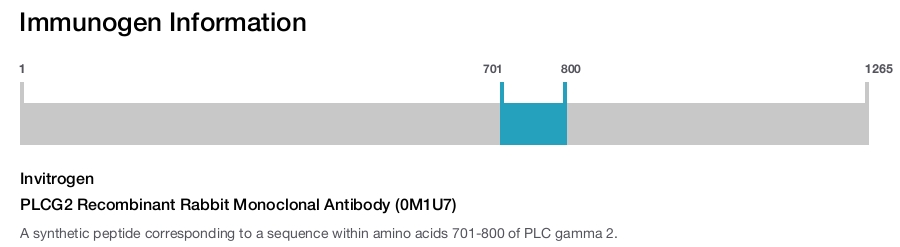 PLCG2 Recombinant Rabbit Monoclonal Antibody (0M1U7)