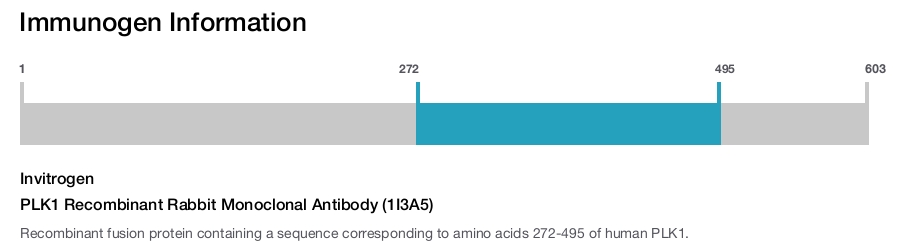 PLK1 Recombinant Rabbit Monoclonal Antibody (1I3A5)