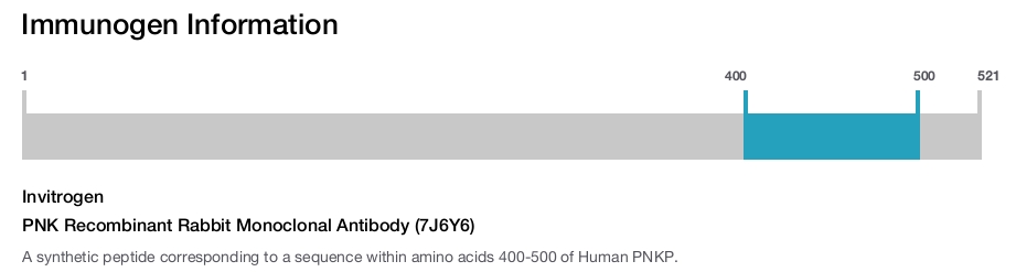 PNK Recombinant Rabbit Monoclonal Antibody (7J6Y6)