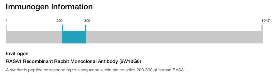RASA1 Recombinant Rabbit Monoclonal Antibody (6W10G6)