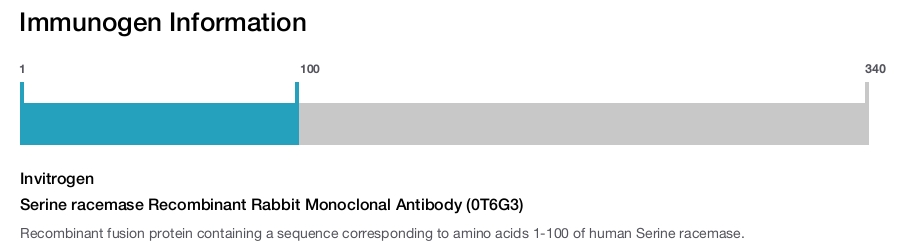 Serine racemase Recombinant Rabbit Monoclonal Antibody (0T6G3)