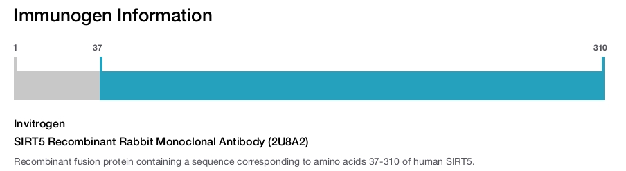 SIRT5 Recombinant Rabbit Monoclonal Antibody (2U8A2)