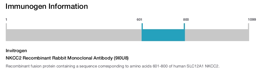 NKCC2 Recombinant Rabbit Monoclonal Antibody (9I0U8)