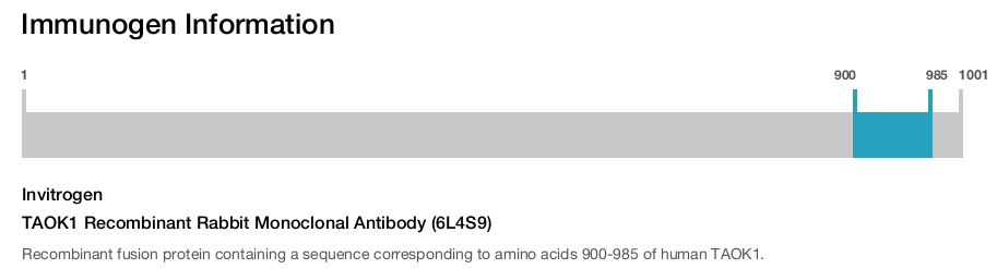 TAOK1 Recombinant Rabbit Monoclonal Antibody (6L4S9)