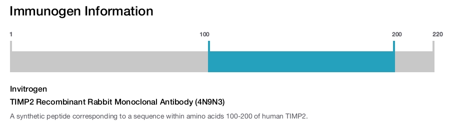 TIMP2 Recombinant Rabbit Monoclonal Antibody (4N9N3)