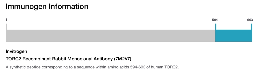 TORC2 Recombinant Rabbit Monoclonal Antibody (7M2V7)