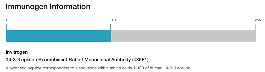 14-3-3 epsilon Recombinant Rabbit Monoclonal Antibody (4X6E1)