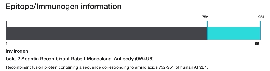 beta-2 Adaptin Recombinant Rabbit Monoclonal Antibody (9W4U6)