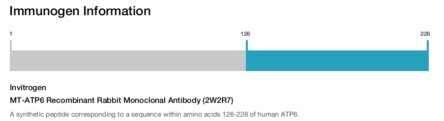 MT-ATP6 Recombinant Rabbit Monoclonal Antibody (2W2R7)
