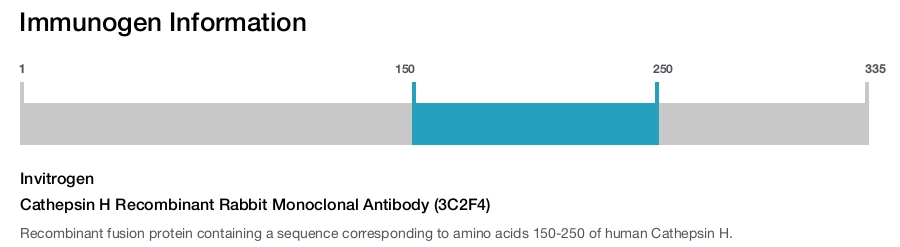 Cathepsin H Recombinant Rabbit Monoclonal Antibody (3C2F4)