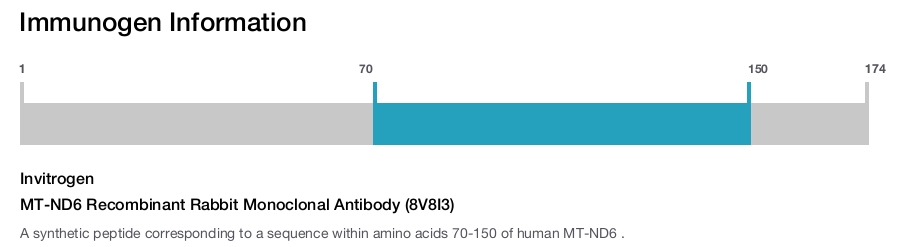 MT-ND6 Recombinant Rabbit Monoclonal Antibody (8V8I3)