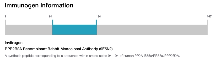 PPP2R2A Recombinant Rabbit Monoclonal Antibody (9E5N2)