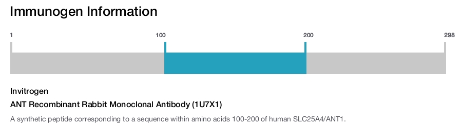 ANT Recombinant Rabbit Monoclonal Antibody (1U7X1)
