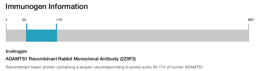 ADAMTS1 Recombinant Rabbit Monoclonal Antibody (2Z9F3)