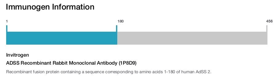 ADSS Recombinant Rabbit Monoclonal Antibody (1P8D9)