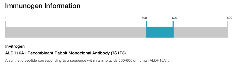 ALDH16A1 Recombinant Rabbit Monoclonal Antibody (7S1P3)