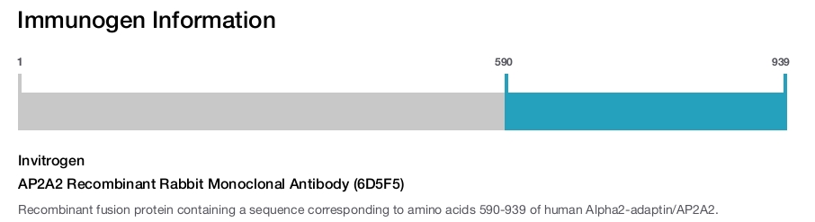 AP2A2 Recombinant Rabbit Monoclonal Antibody (6D5F5)