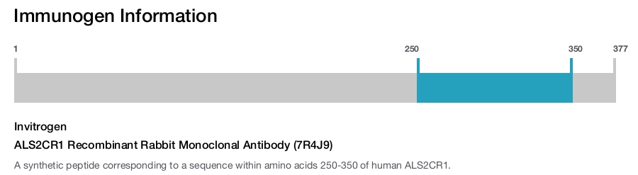 ALS2CR1 Recombinant Rabbit Monoclonal Antibody (7R4J9)