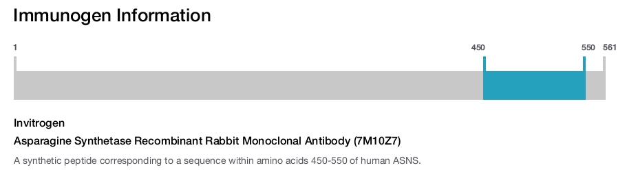 Asparagine Synthetase Recombinant Rabbit Monoclonal Antibody (7M10Z7)