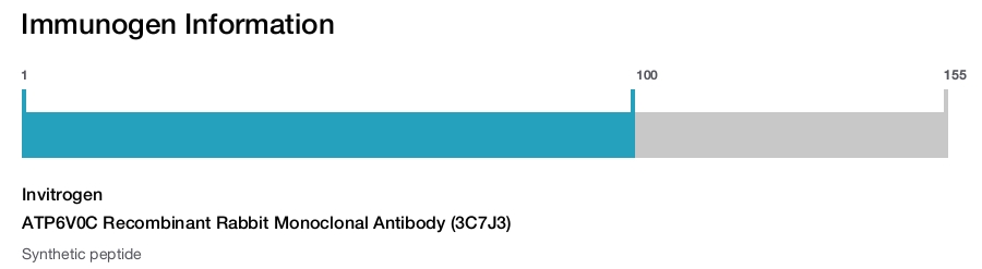 ATP6V0C Recombinant Rabbit Monoclonal Antibody (3C7J3)