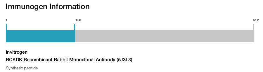 BCKDK Recombinant Rabbit Monoclonal Antibody (5J3L3)