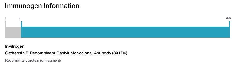 Cathepsin B Recombinant Rabbit Monoclonal Antibody (3X1D6)