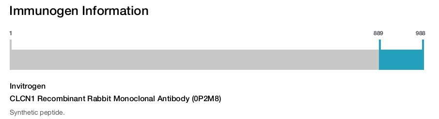 CLCN1 Recombinant Rabbit Monoclonal Antibody (0P2M8)