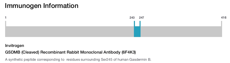 GSDMB (Cleaved) Recombinant Rabbit Monoclonal Antibody (6F4K3)