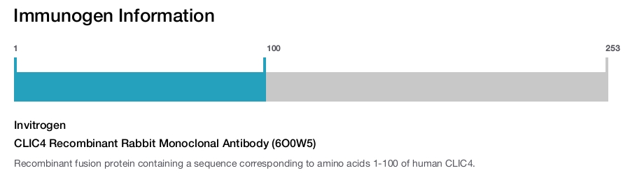 CLIC4 Recombinant Rabbit Monoclonal Antibody (6O0W5)