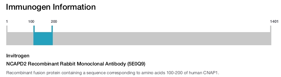 NCAPD2 Recombinant Rabbit Monoclonal Antibody (5E0Q9)