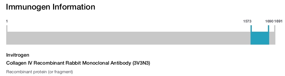Collagen IV Recombinant Rabbit Monoclonal Antibody (3V3N3)