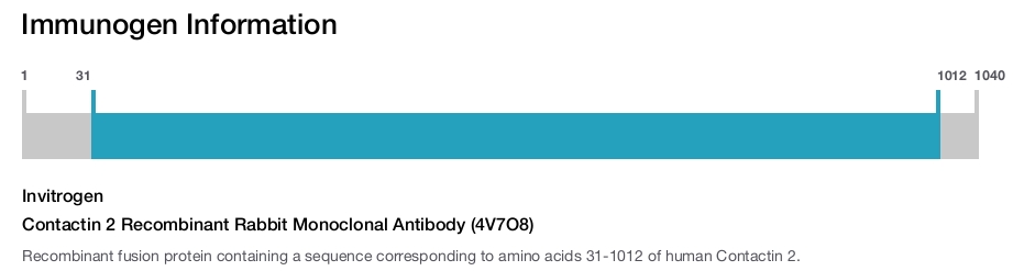 Contactin 2 Recombinant Rabbit Monoclonal Antibody (4V7O8)