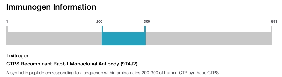 CTPS Recombinant Rabbit Monoclonal Antibody (9T4J2)