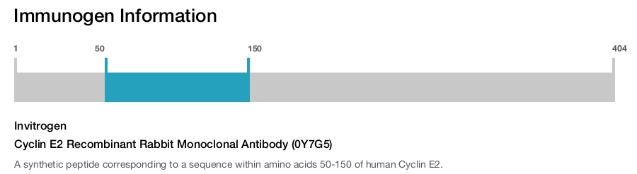 Cyclin E2 Recombinant Rabbit Monoclonal Antibody (0Y7G5)