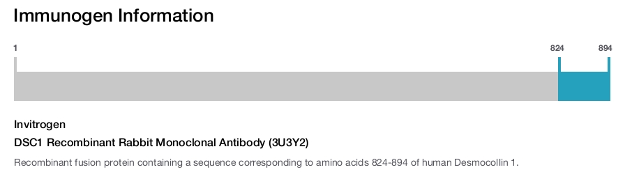 DSC1 Recombinant Rabbit Monoclonal Antibody (3U3Y2)