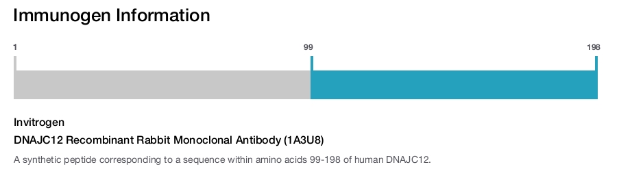 DNAJC12 Recombinant Rabbit Monoclonal Antibody (1A3U8)