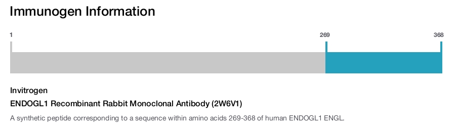 ENDOGL1 Recombinant Rabbit Monoclonal Antibody (2W6V1)