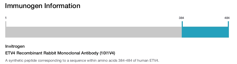 ETV4 Recombinant Rabbit Monoclonal Antibody (10I1V4)