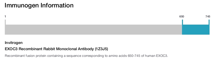 EXOC3 Recombinant Rabbit Monoclonal Antibody (1Z3J5)