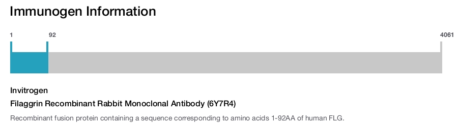 Filaggrin Recombinant Rabbit Monoclonal Antibody (6Y7R4)